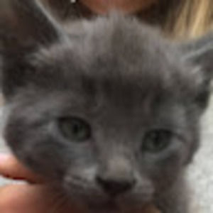 Meet your Posher, Samara